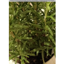 Rosmarinus ( Rosmarin ) - officinalis ( Salvia rosmarinus )