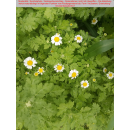 Tanacetum ( Margerite ) - parthenium ( Mutterkraut ) - P12