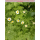 Tanacetum ( Margerite ) - parthenium ( Mutterkraut ) - P12