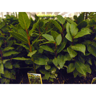 Gewürzlorbeer (Laurus nobilis) - T:19, 40/60