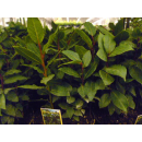 Gewürzlorbeer (Laurus nobilis) - T:19, 40/60