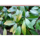 Gewürzlorbeer (Laurus nobilis) - T:19, 40/60