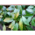 Gewürzlorbeer (Laurus nobilis) - T:19, 40/60