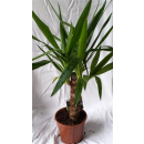 Yucca-Palme (Yucca elephantipes) ca. 40/50cm