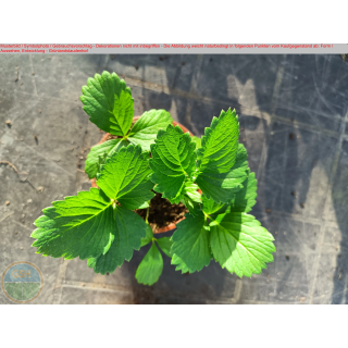 Erdbeere - Fragaria x ananassa "Korona" (S)
