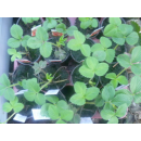 Erdbeere - Fragaria x ananassa Honeoye (S)