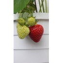 Erdbeere - Fragaria x ananassa Honeoye (S)