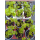 Ribes rubrum (Johannisbeere rot) "Jonkheer van Tets"