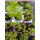 Ribes rubrum (Johannisbeere rot) "Rovada"