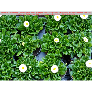 Bellis (Gänseblümchen) - weiß