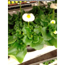 Bellis (Gänseblümchen) - weiß