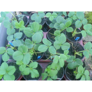 Erdbeere - Fragaria x ananassa (Schwarze Erdbeere) "Nerina"