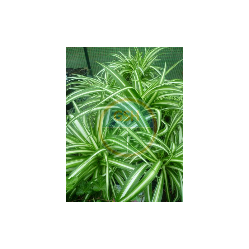 benjamini kunstpflanze Ficus Benjamini Kunstpflanze kaufen main image 1
