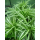Chlorophytum - Grünlilie