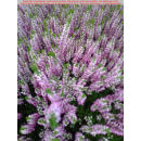 Besenheide, Heidekraut, Erika (Calluna vulgaris) - rosa