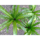 Nestfarn, Streifenfarn (Asplenium nidus)