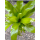 Nestfarn, Streifenfarn (Asplenium nidus)