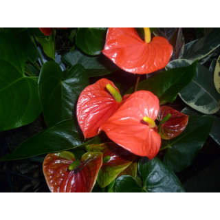 Anthurium andreanum - rot