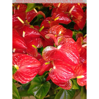 Anthurium andreanum - rot