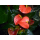 Anthurium andreanum - rot