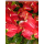 Anthurium andreanum - rot