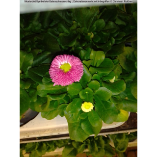 Bellis (Gänseblümchen) - rosa
