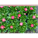Bellis (Gänseblümchen) - rosa