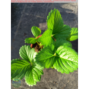 Erdbeere - Fragaria x ananassa Lambada (S)