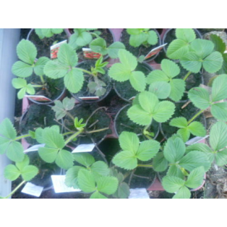 Erdbeere - Fragaria x ananassa Sonata (S)
