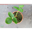 Erdbeere - Fragaria x ananassa "Polka" (S)