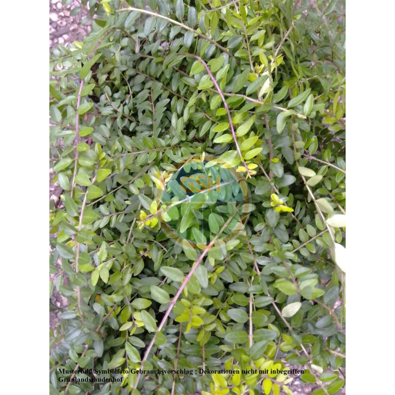 silver leaf philodendron Philodendron 'Silver Cloud' – Silvery, Soft-Texture Collector Hybrid