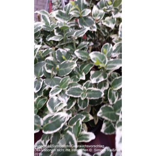 Euonymus fortunei (Kriech-Spindelstrauch) Emerald Gaiety