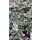 Euonymus fortunei (Kriech-Spindelstrauch) Emerald Gaiety