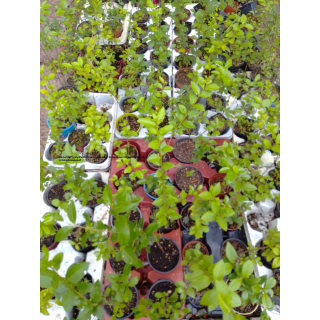 philodendron burgundy princess vs pink princess Pink Princess Philodendron - 6