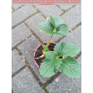Erdbeere - Fragaria x ananassa "Mara des Bois" (S)