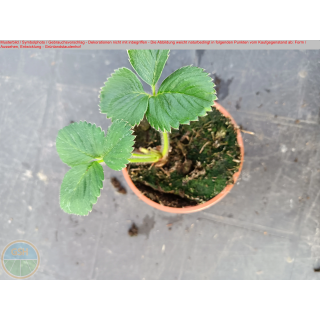 Erdbeere - Fragaria x ananassa "Symphony" (S)