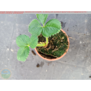 Erdbeere - Fragaria x ananassa "Symphony" (S)