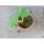 Erdbeere - Fragaria x ananassa "Symphony" (S)