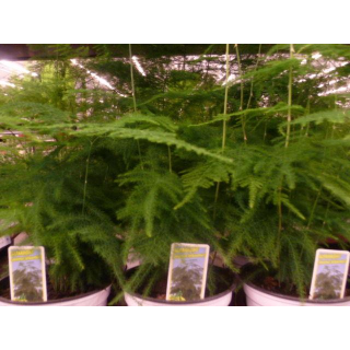 Federspargel (Asparagus plumosus syn. Asparagus setaceus)