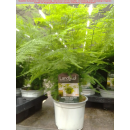 Federspargel (Asparagus plumosus syn. Asparagus setaceus)