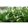 Einblatt (Spathiphyllum Bellini)