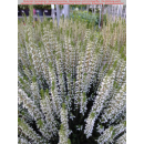 Besenheide, Heidekraut, Erika (Calluna vulgaris) -...