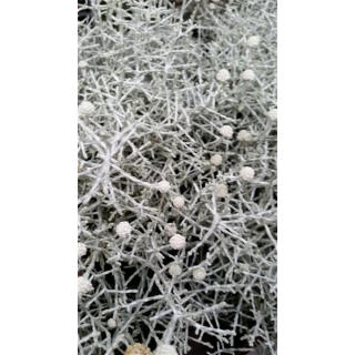 Gitterkraut - Stacheldraht - Silberdraht (Calocephalus brownii)