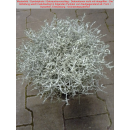 Gitterkraut - Stacheldraht - Silberdraht (Calocephalus brownii)