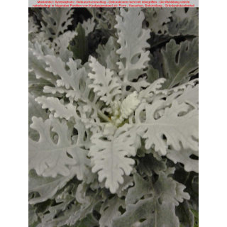 Jacobaea maritima syn. Senecio cineraria (Silberblatt, Weißfilziges Greiskraut)