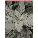 Jacobaea maritima syn. Senecio cineraria (Silberblatt,...