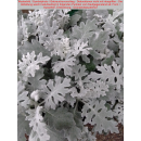 Jacobaea maritima syn. Senecio cineraria (Silberblatt, Weißfilziges Greiskraut)
