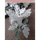 Jacobaea maritima syn. Senecio cineraria (Silberblatt, Weißfilziges Greiskraut)