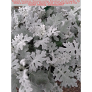 Jacobaea maritima syn. Senecio cineraria (Silberblatt,...