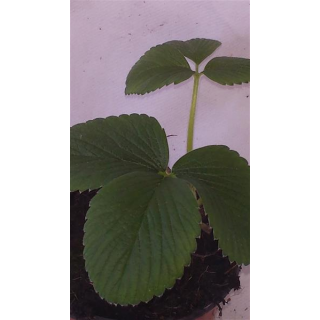 Erdbeere - Fragaria x ananassa "Snow White" (s)